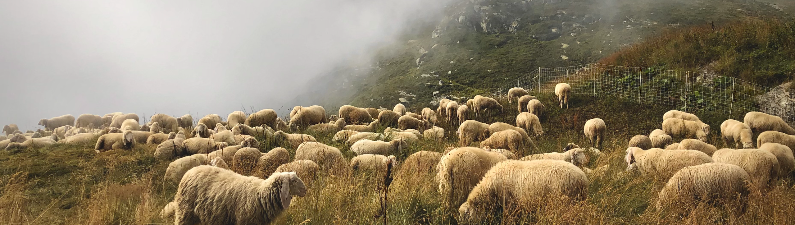 Merino Sheep In Natural Environment | Nature | Mountains | Sustainable Merino Wool | 